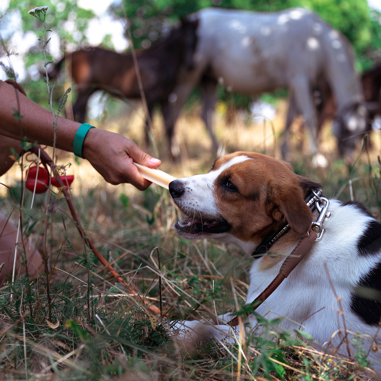 Dental L 4 St. | Glutenfreie Zahnsnacks für Hunde