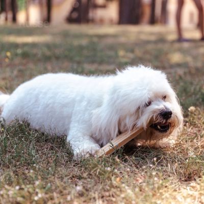 Dental L 4 St. | Glutenfreie Zahnsnacks für Hunde