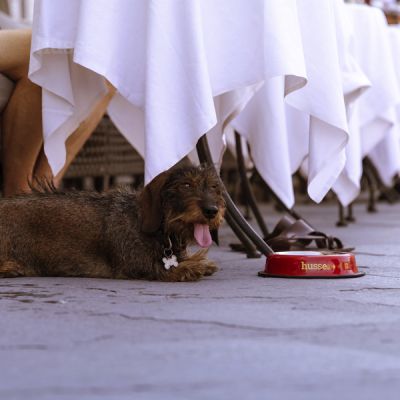 Futternapf, S | Rutschfester Hunde- und Katzennapf