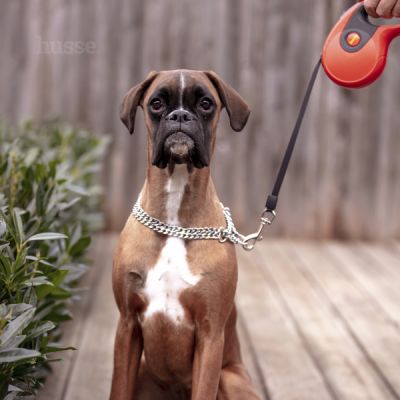 Rulle, 5 m | Leine mit Rückziehsystem & Einhandbremse