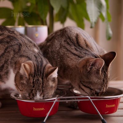 Napf für Katzen und kleine Hunde, double dinner