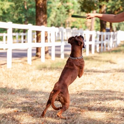 Dental L 4 St. | Glutenfreie Zahnsnacks für Hunde